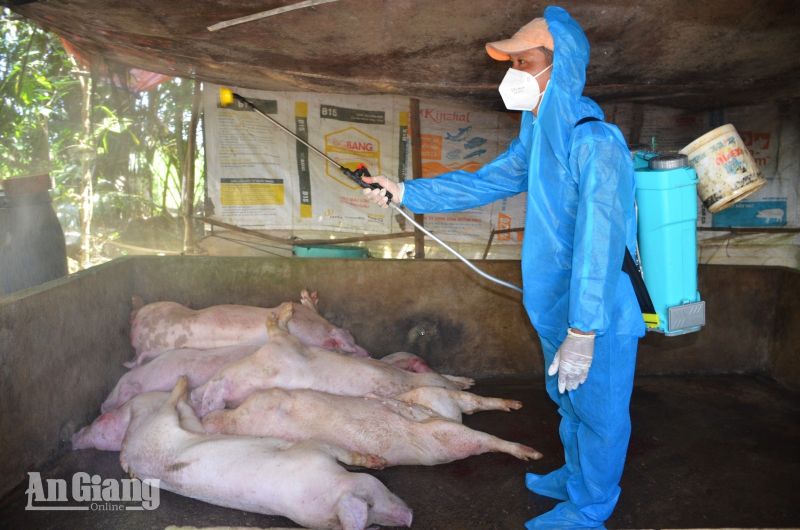 An Giang: Dịch tả heo châu Phi lan rộng 10 xã, tiêu hủy 319 con