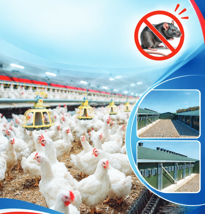 Aviagen: Kiểm soát chuột – Mối nguy an toàn sinh học