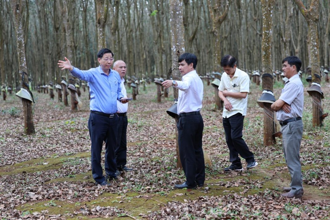 Cao su Chư Sê tập trung hoàn thành kế hoạch năm 2026