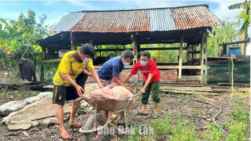 Đắk Lắk: Xã Ea Rốk tiêu hủy lợn bệnh