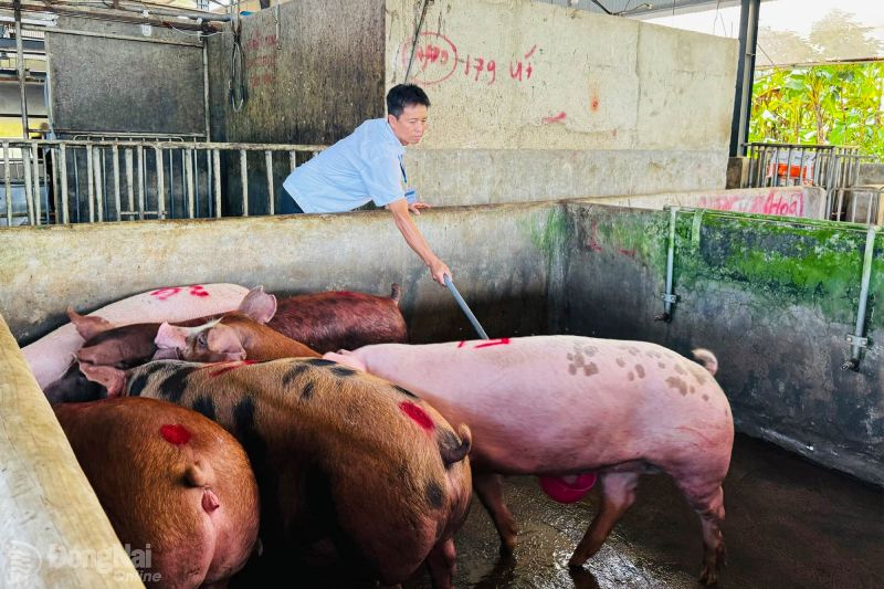 Đồng Nai: Các cơ sở chăn nuôi heo mong xử lý nghiêm vi phạm sử dụng chất cấm