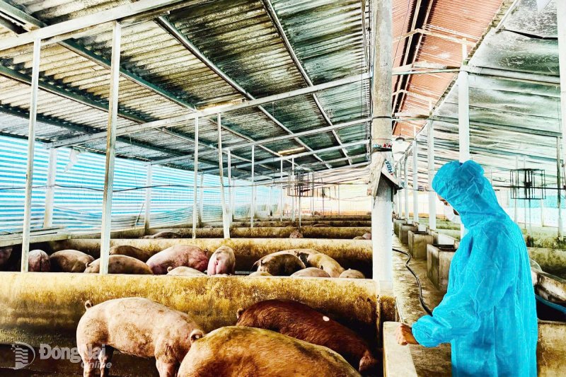 Đồng Nai: Ngành chăn nuôi thiệt hại nặng