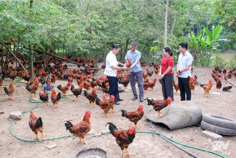 Giá gà bấp bênh, cần liên kết để ổn định sản xuất