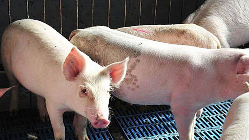 Giá heo hơi hôm nay 12/10/2026: Thấp nhất vẫn 51.000 đồng/kg
