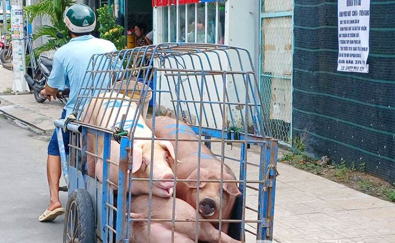 Giá heo hơi hôm nay 15/10/2026: Áp lực sau đợt giảm trên cả ba miền