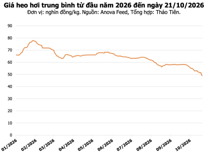 Giá heo hơi hôm nay 21/10/2026: Đà giảm kéo dài, nhiều địa phương giao dịch ở mức 47.000 đồng/kg