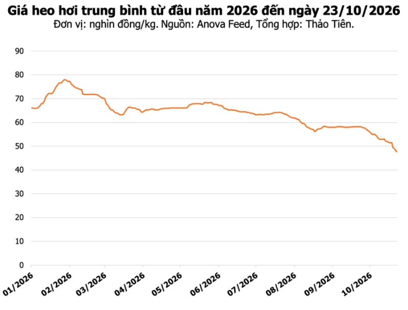 Giá heo hơi hôm nay 23/10/2026: Tiếp tục trượt giá, 51.000 đồng/kg là mức giao dịch cao nhất
