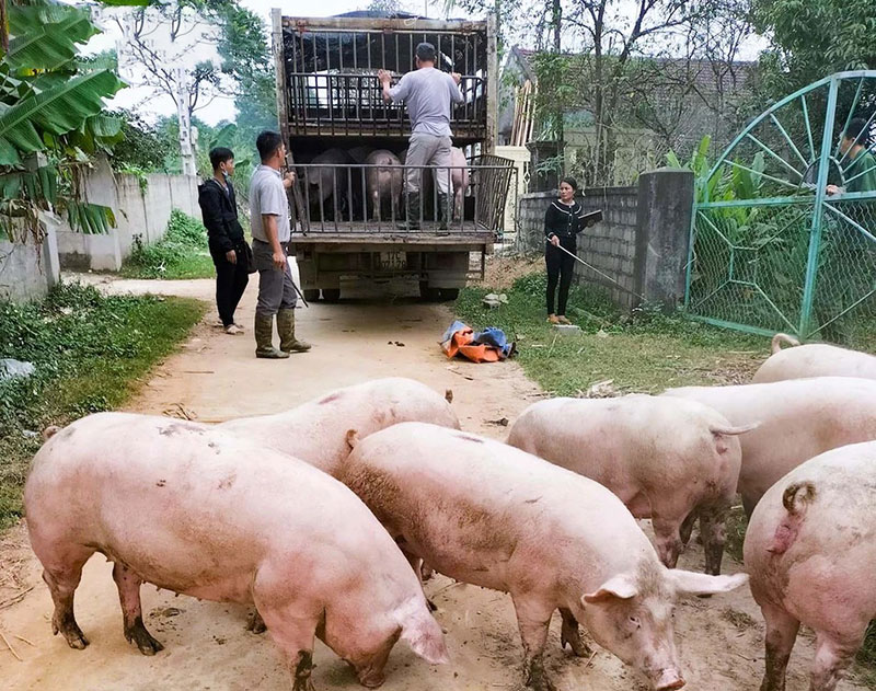 Giá heo hơi hôm nay 27/10: Tiếp tục lao dốc, một số nơi xuống còn 44.000 đồng/kg