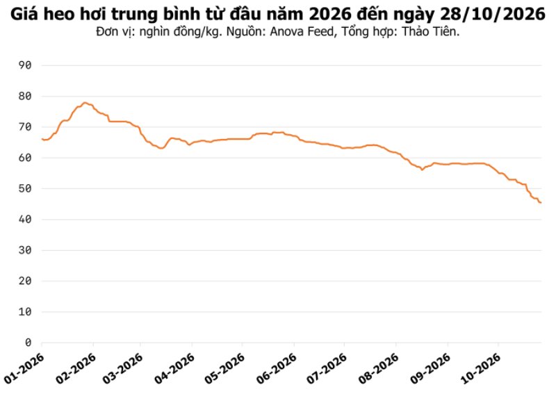 Giá heo hơi hôm nay 28/10/2026: Tiếp tục trượt giá, 48.000 đồng/kg là mức giao dịch cao nhất