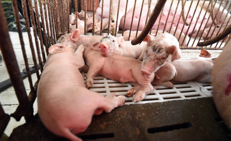 Giá heo tụt dốc, doanh nghiệp chăn nuôi ứng phó thế nào?