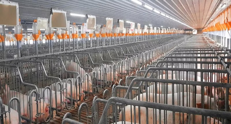 Gia Lai: Quản lý môi trường, hướng tới chăn nuôi bền vững
