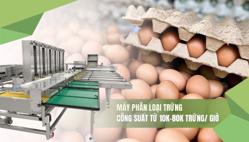 Giá trứng biến động: Đâu là thời điểm thích hợp để đầu tư máy phân loại trứng?