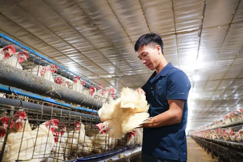 Khám phá trang trại nuôi gà Ai Cập quy mô lớn ở Hà Tĩnh