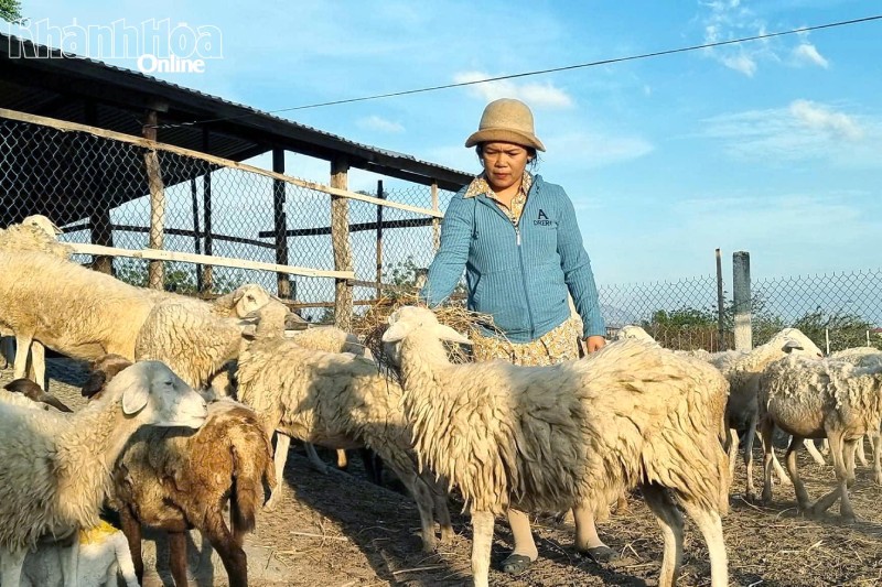 Khánh Hòa: Nâng cao giá trị sản phẩm dê, cừu