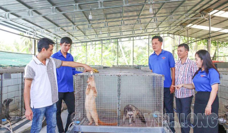Khởi nghiệp với mô hình nuôi chồn hương