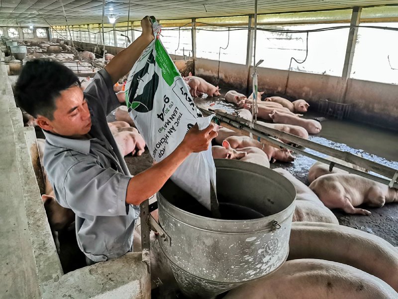 Khuyến cáo các hộ chăn nuôi chủ động phòng ngừa dịch tả heo châu Phi