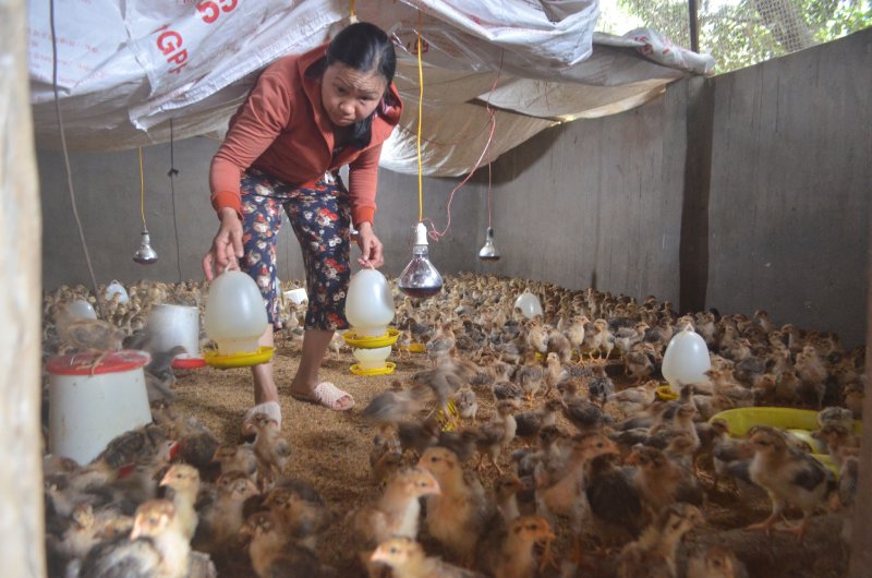 Lâm Đồng: Siết chặt quản lý môi trường trong chăn nuôi ở phía Tây