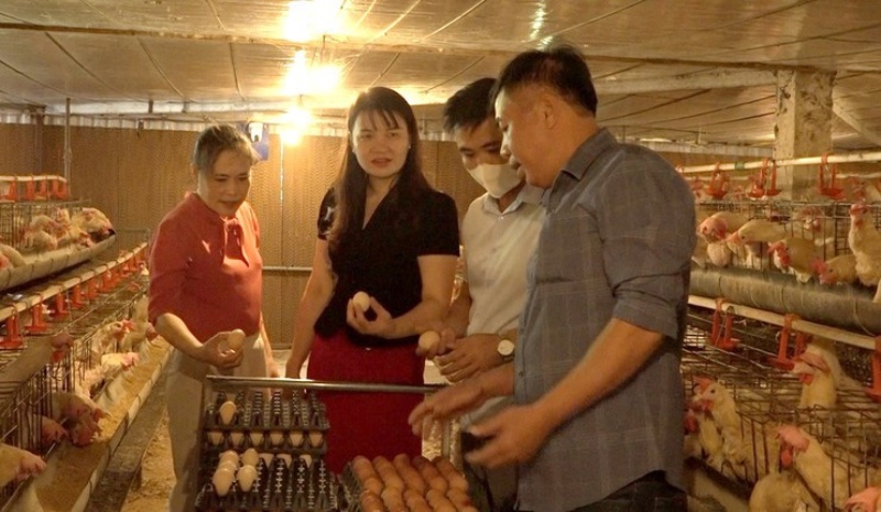 Làm giàu nhờ nuôi gà Ai Cập