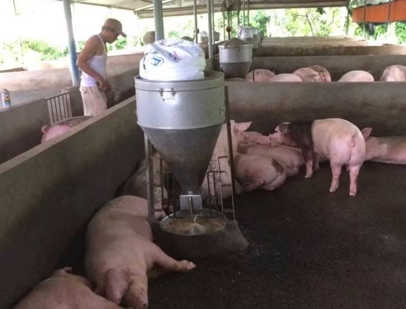 Liên tục ghi nhận ổ dịch tả lợn châu Phi tại Cần Thơ