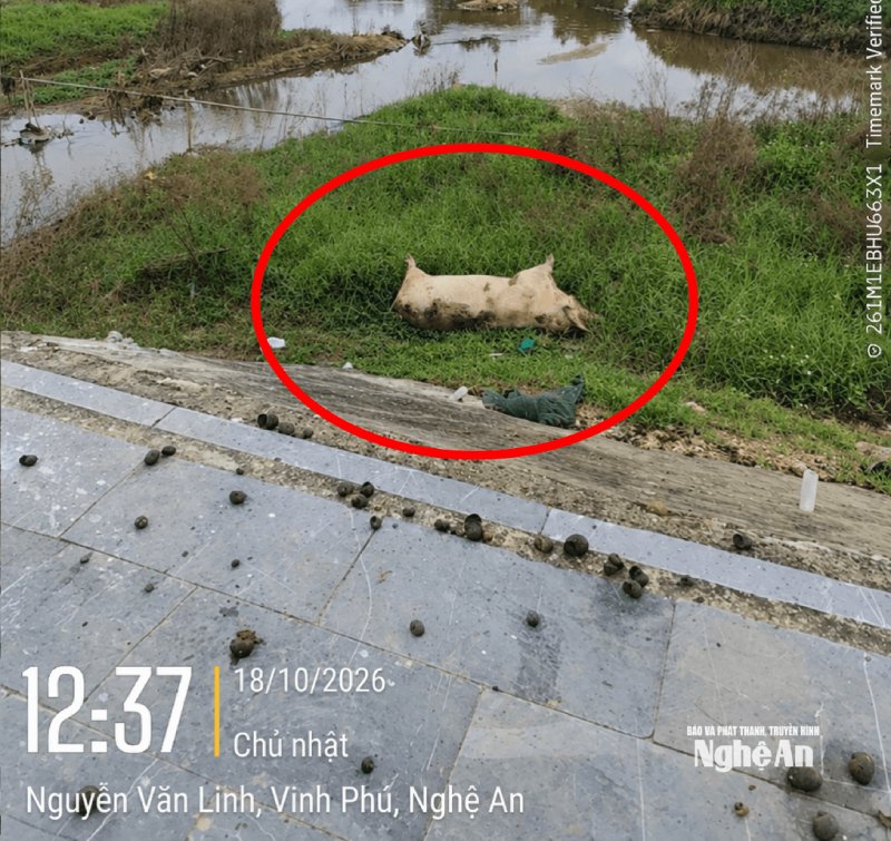 Nghệ An siết chặt phòng, chống dịch tả lợn châu Phi sau mưa lũ