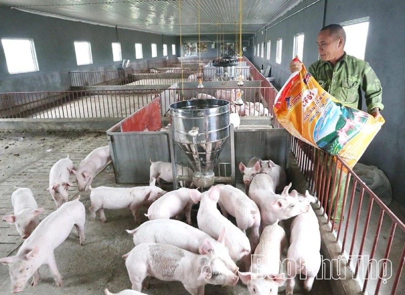 Phú Thọ: Giá lợn hơi giảm sâu, người chăn nuôi lo ngại tái đàn