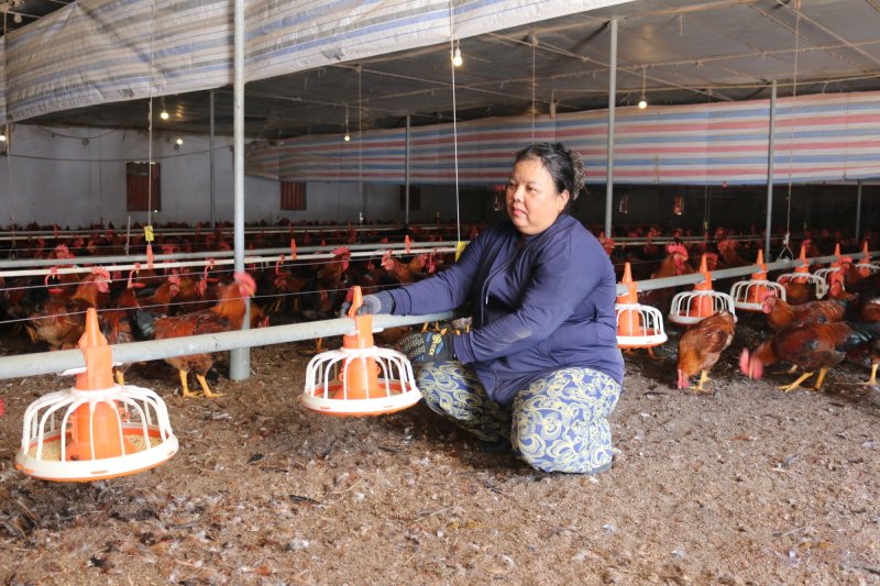Tái đàn gắn với phòng bệnh