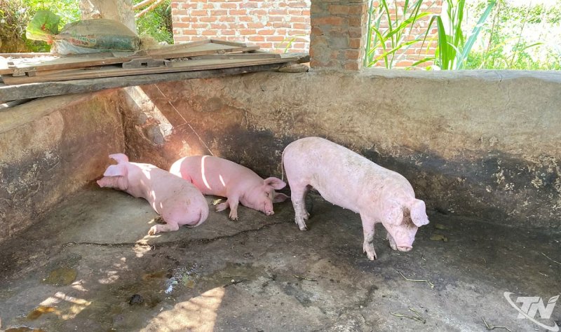 Thái Nguyên: Ngân Sơn ghi nhận thêm lợn ốm, chết chưa rõ nguyên nhân