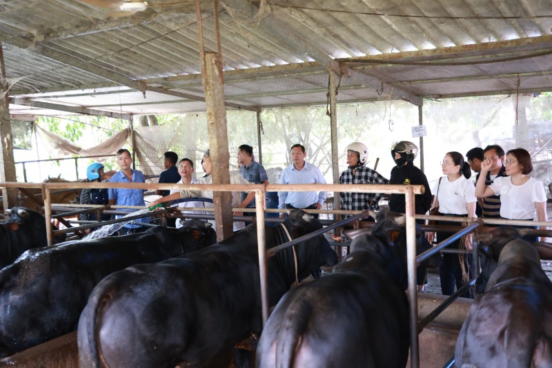 Thái Nguyên phát triển chăn nuôi bò thịt VietGAHP theo chuỗi