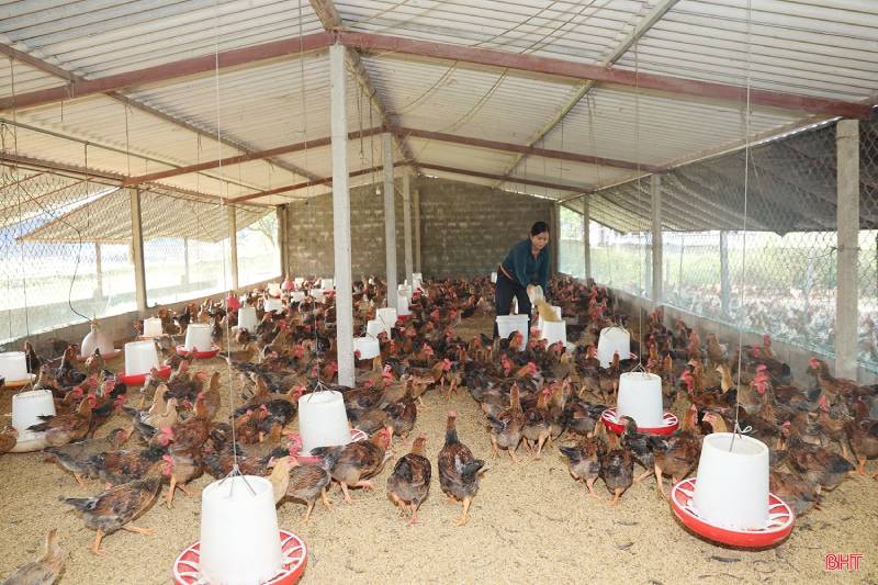 “Thủ phủ” chăn nuôi gà ở Hà Tĩnh vào vụ sản xuất cuối năm