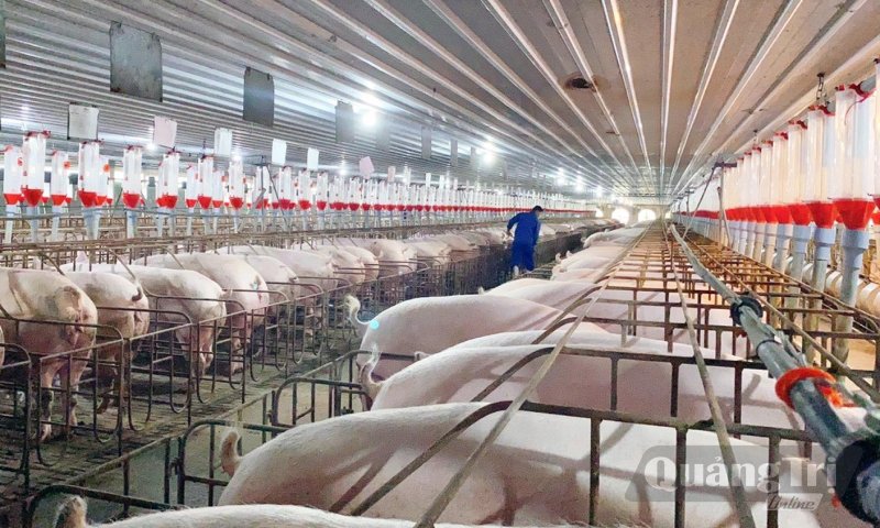 Xây dựng thương hiệu từ chăn nuôi